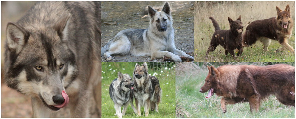 que faire si on rencontre un loup